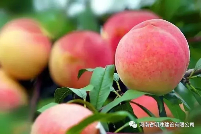 【扶貧】桃子熟了果農(nóng)愁，明珠公司來解憂